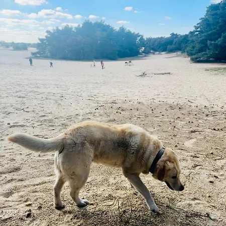 Stayatsas Pippa Grote Omheinde Tuin, Gebruik Zwembad, Stijlvol Ingericht, Middenin Het Bos Met Veel Privacy, Restaurant Op Park Ferienhaus Doornspijk