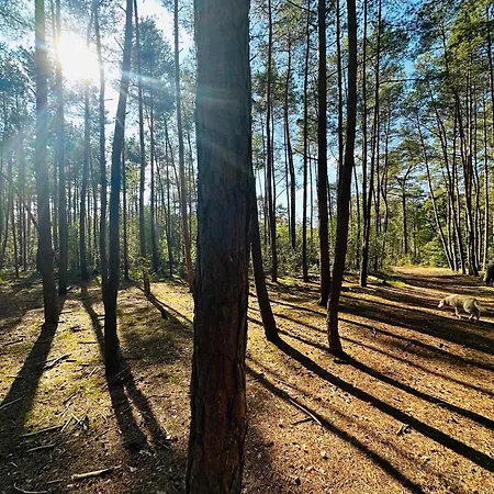 Holiday home Stayatsas Tiny House Pippa In De Bossen Op De Veluwe