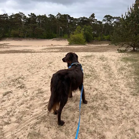 Stayatsas Tiny House Pippa In De Bossen Op De Veluwe Holiday home *