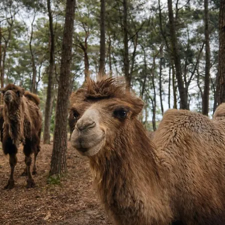 Stayatsas Pippa, Luxe Boshuis Met Grote Omheinde Tuin Aan Vijver Doornspijk