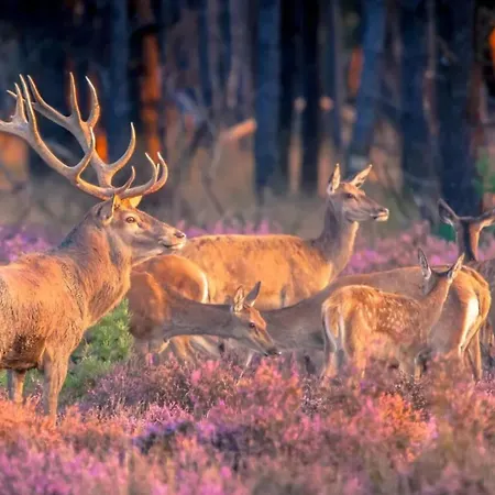 Stayatsas Pippa Grote Omheinde Tuin In Het Bos Aan Grote Vijver, Zwembad En Restaurant Op Het Park, Stijlvol Ingericht,veel Privacy * Doornspijk