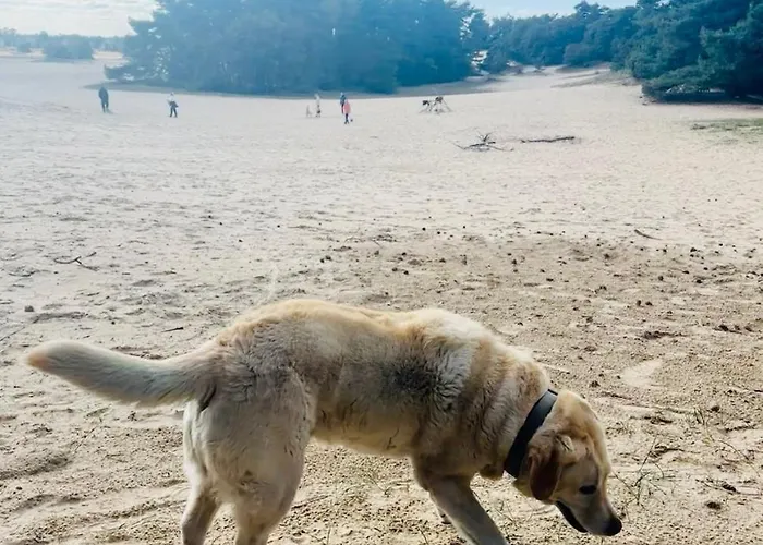 Stayatsas Pippa Grote Omheinde Tuin, Gebruik Zwembad, Stijlvol Ingericht, Middenin Het Bos Met Veel Privacy, Restaurant Op Park Сasa de vacaciones Doornspijk