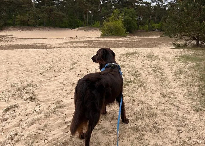 Stayatsas Pippa Grote Omheinde Tuin, Gebruik Zwembad, Stijlvol Ingericht, Middenin Het Bos Met Veel Privacy, Restaurant Op Park Сasa de vacaciones *